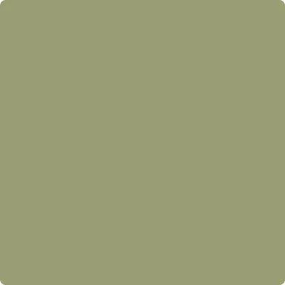 CC-668 Misted Fern